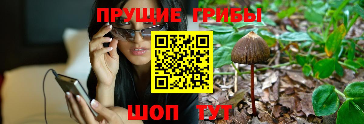 Мончегорск  Галлюциногенные грибы прущие грибы  Галлюциногенные грибы Psilocybine cubensis  Вход с VPN 